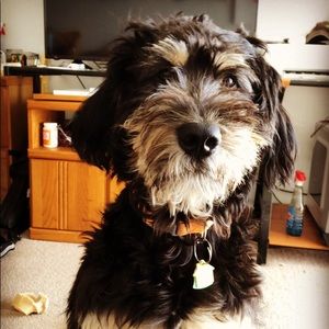 Meet your Posher, Cameron